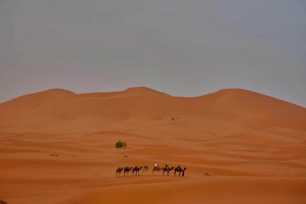 pexels-flaviophotart-26925634-1024x683 Discover Unmatched Hospitality Near Ouarzazate: L'ma Lodge in Skoura